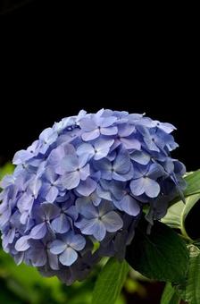 blue hydrangea, JPG