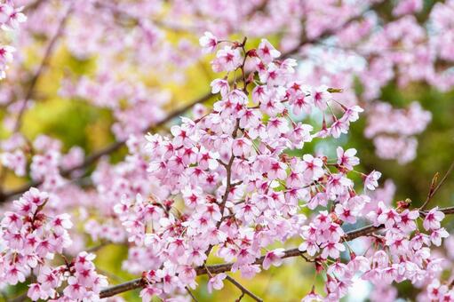満開に咲き誇る陽光桜の美しい春景色 2 桜,さくら,サクラの写真素材