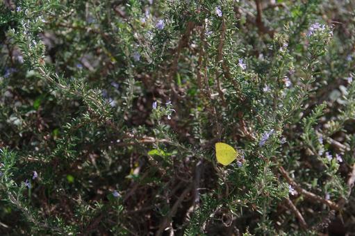 黄色い蝶々 黄色い蝶,ローズマリー,秋の写真素材