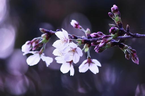 咲始めた美しい桜の花 桜,春,花の写真素材