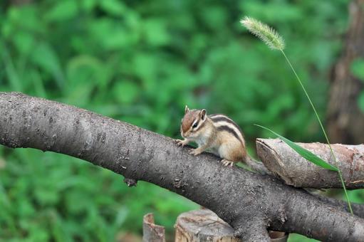 木の枝にたたずむシマリス 木の枝にたたずむシマリスの写真