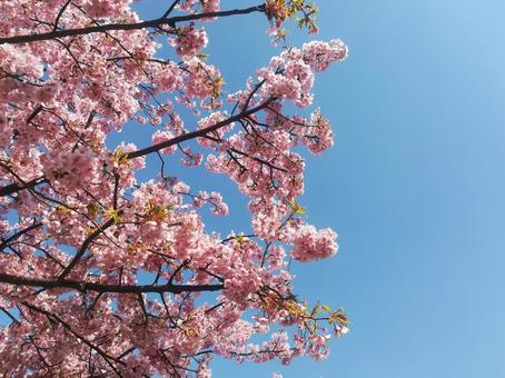 河津桜と青空 河津桜と青空の写真