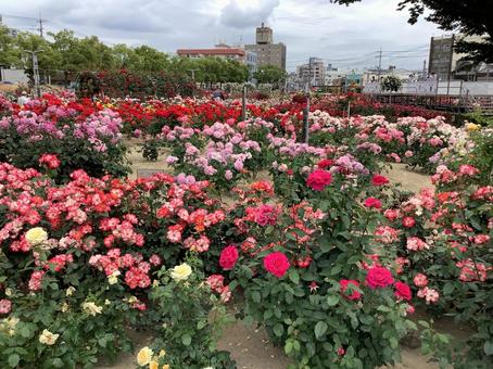 薔薇 福山市,福山,福山ばら祭の写真素材