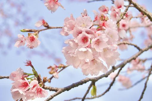 早咲き桜 早咲き桜の写真