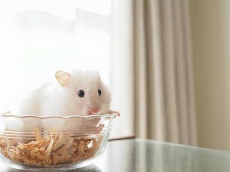 白くてかわいいハムスター 白くてかわいいハムスターの写真
