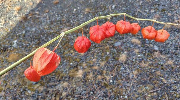 ほおずき ほおずき,秋,オレンジ色の写真素材