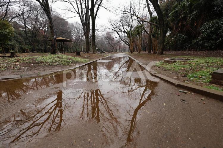 雨の波紋が広がる公園の水たまり 水たまり,雨,道の写真素材