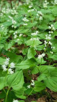 花 舞鶴草,小さい花,高山植物の写真素材