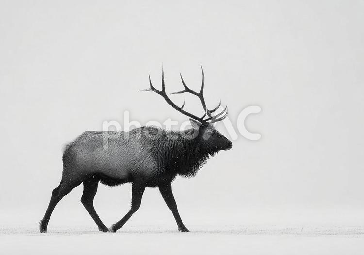 雪景色を背景にしたエルク ヘラジカ,雪,冬の写真素材