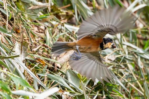 ヤマガラ(57)の写真