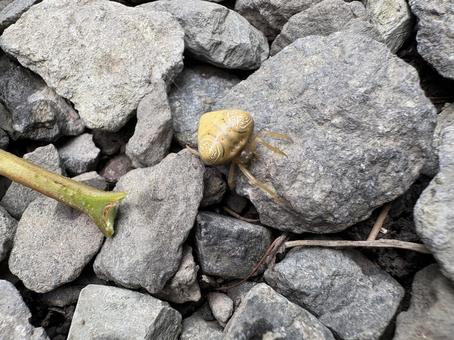 地面を歩くオオトリノフンダマシ 04 大鳥の糞騙し,オオトリノフンダマシ,蜘蛛の写真素材