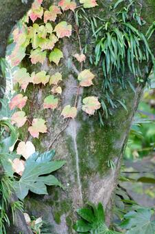 苔むした木に絡まる色づくツタの葉 ツタ,蔦,葉の写真素材