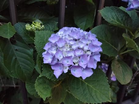 紫陽花331 紫陽花331の写真