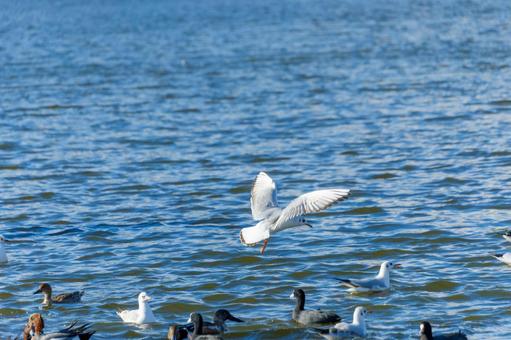 水面を飛ぶユリカモメと集う水鳥たち 水面を飛ぶユリカモメと集う水鳥たちの写真