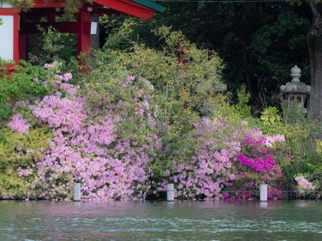 Best time to see Senzokuike azaleas, JPG Best time to see Senzokuike azaleas, JPG