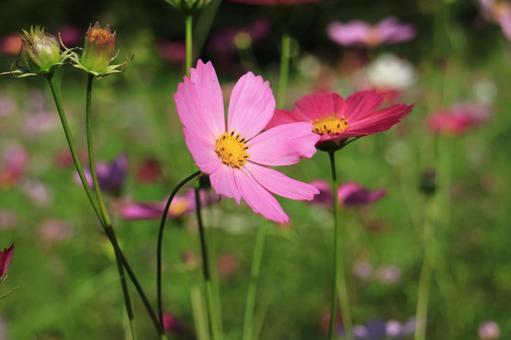 Cosmos, JPG