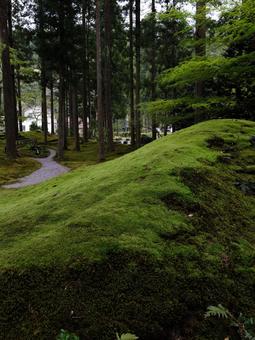 苔の里 苔の里の写真