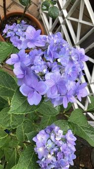 鉢植えのあじさい 鉢植えのあじさいの写真