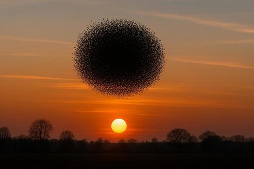 「黒い太陽」と呼ばれるムクドリの大群 「黒い太陽」と呼ばれるムクドリの大群の写真