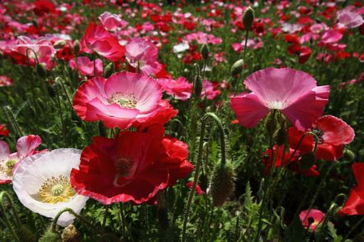 ポピーの写真