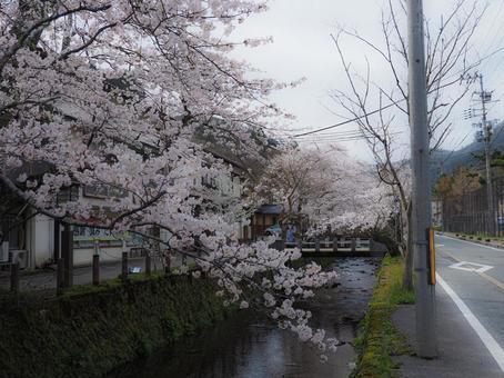 城崎温泉桜 城崎温泉桜の写真