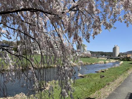 桜の木 桜の木 春,フラワー,flowerの写真素材