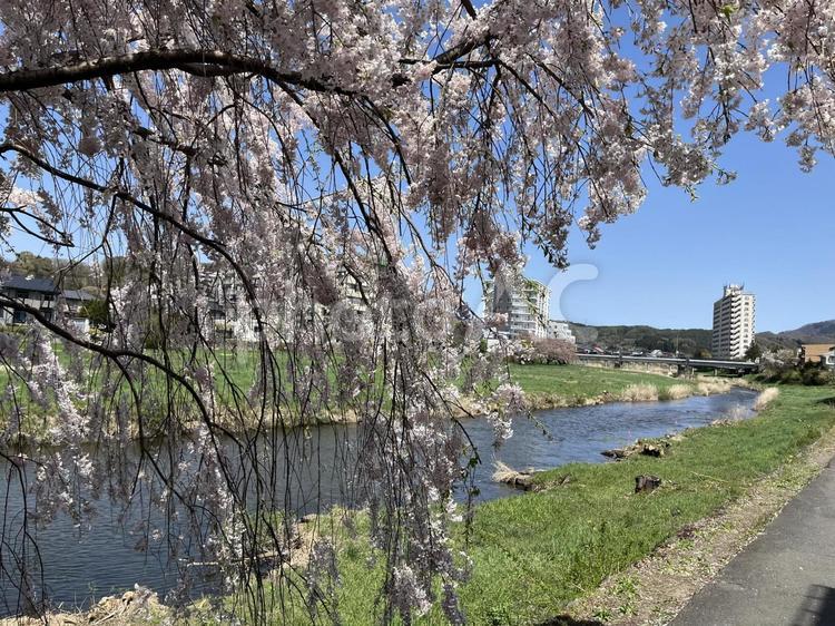 桜の木 春,フラワー,flowerの写真素材