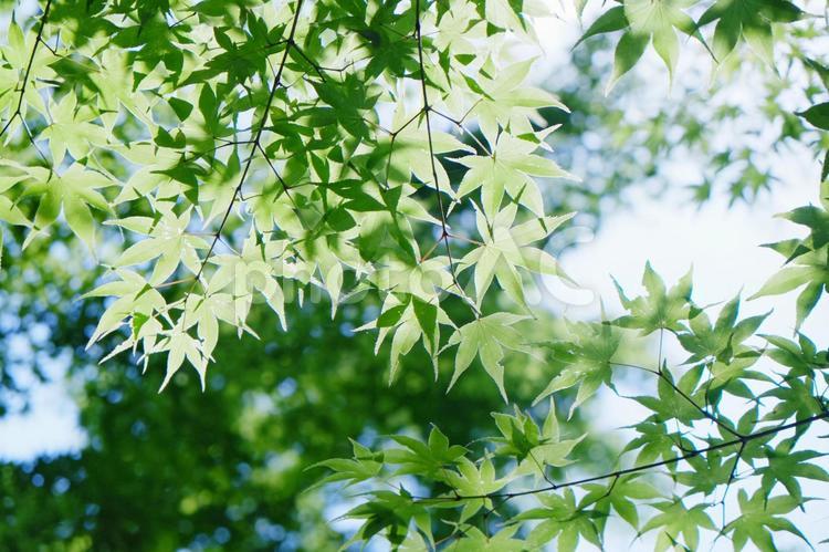 光に透ける青いもみじ もみじ,青いもみじ,光の写真素材