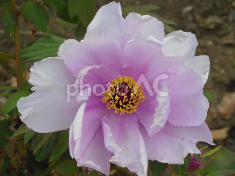 そっと色付く牡丹 牡丹,花,ボタンの写真素材