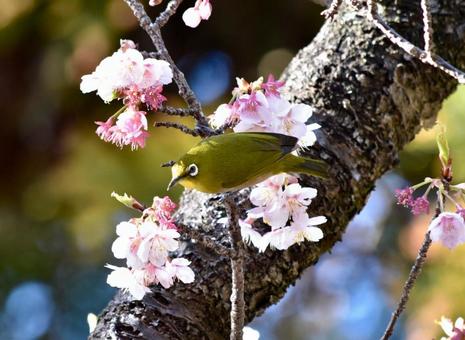 桜とメジロ 桜とメジロ 花,桜,メジロの写真素材