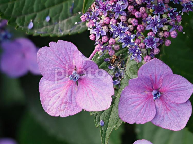 鮮やかな赤紫のガクアジサイ 額紫陽花,鮮やか,ガクアジサイの写真素材