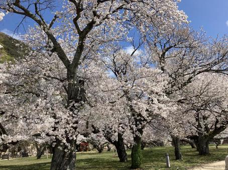 桜 桜 花見,桜,花の写真素材