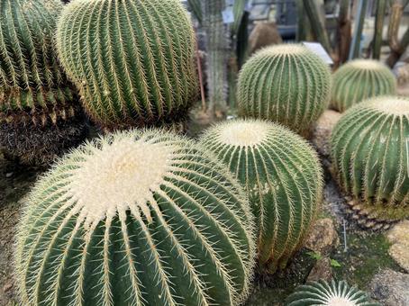 植物 サボテン 植物 サボテンの写真