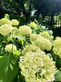 アナベル アナベル 紫陽花,アジサイ,アナベルの写真素材