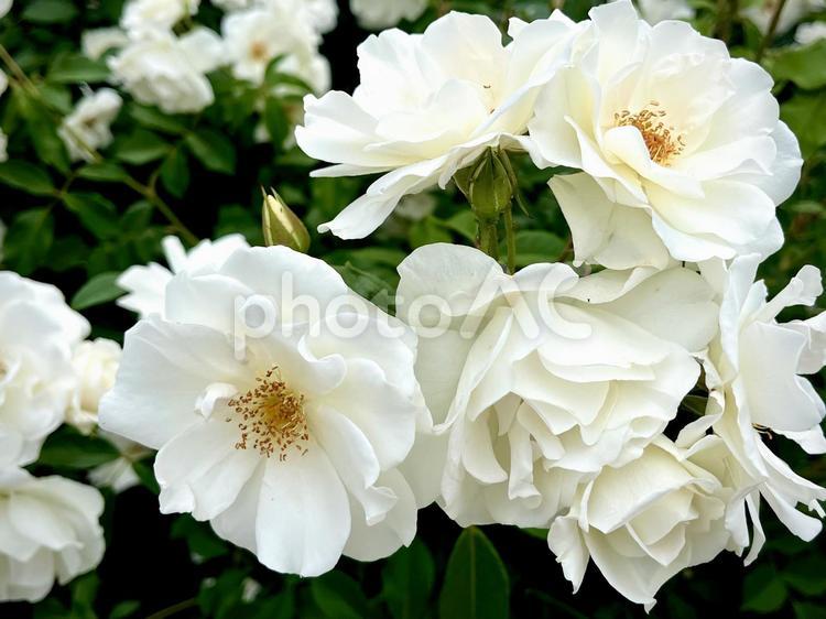咲き乱れる白い薔薇 02 白薔薇,白バラ,白いの写真素材