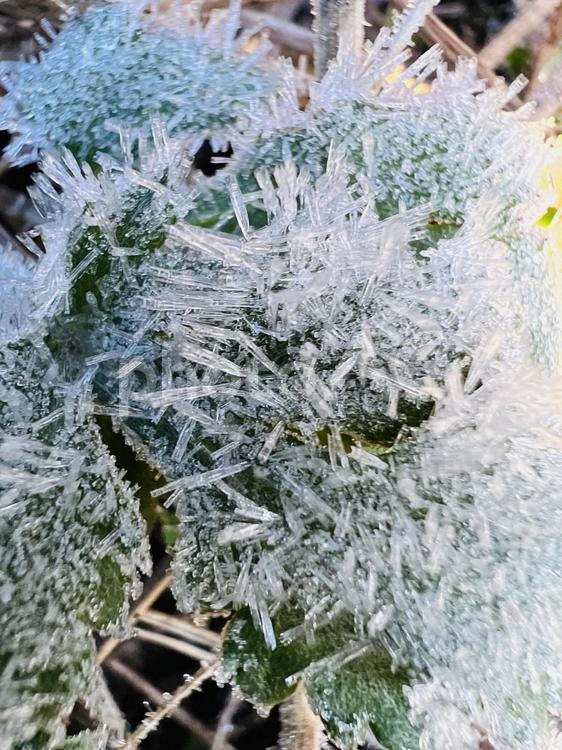 霜柱 霜柱,冬,氷の写真素材