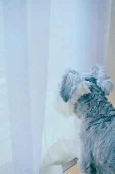 ミニチュアシュナウザー シュナウザー,ミニシュナ,犬の写真素材