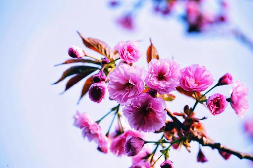 八重桜 八重桜の写真