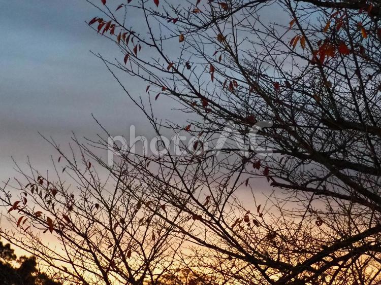 冬空 冬空,冬枯れ,冬の写真素材