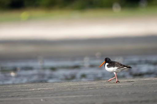 水辺のミヤコドリ ミヤコドリ,水鳥,野鳥の写真素材