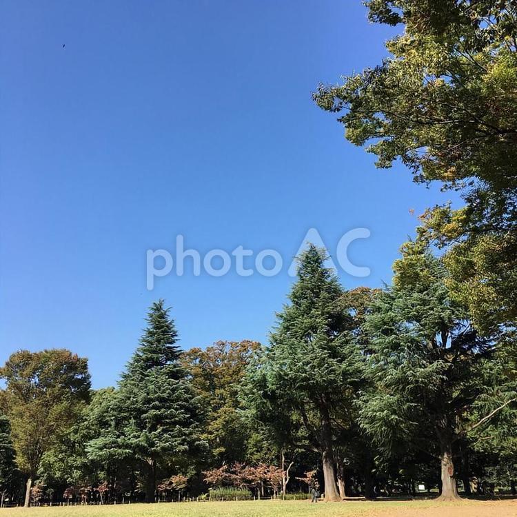 代々木公園 東京,公園,代々木の写真素材