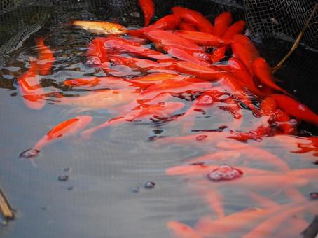 金魚の群れ 金魚の群れ 金魚,養魚場,金魚園の写真素材