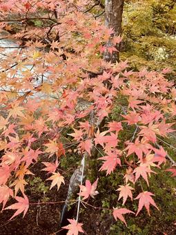 紅葉したもみじの写真