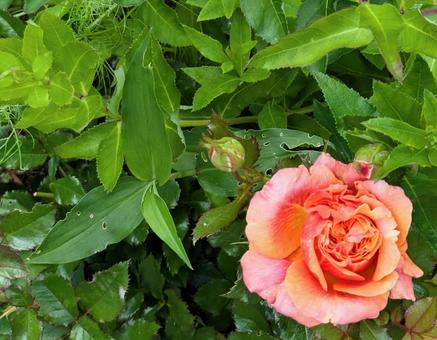 Rose Rose, JPG Rose Rose, JPG