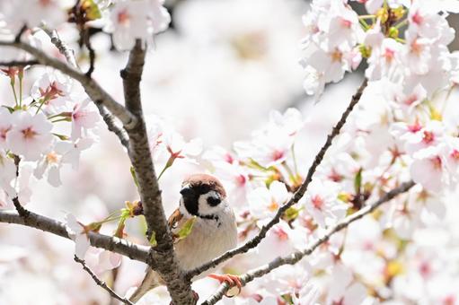 桜と雀 桜と雀 桜,春,木の写真素材