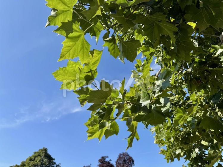 青空と木の葉 木,青空,葉っぱの写真素材