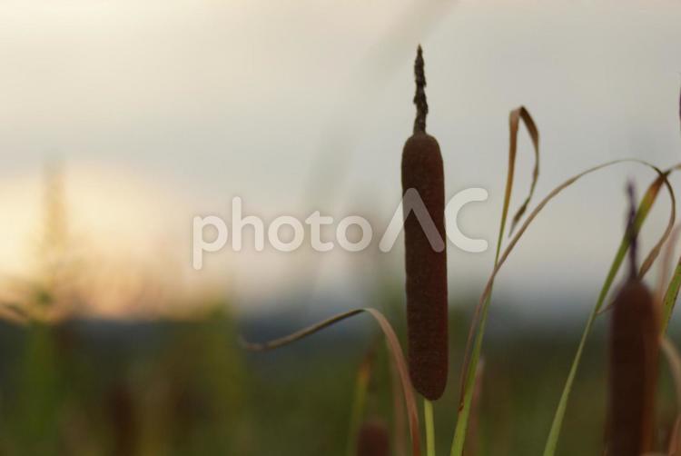 ガマの穂 ガマの穂,種,夕景の写真素材