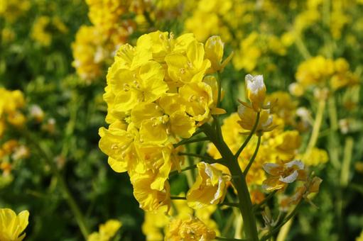 ナノハナ・菜の花　マクロ 草花,ナノハナ,冬春の写真素材