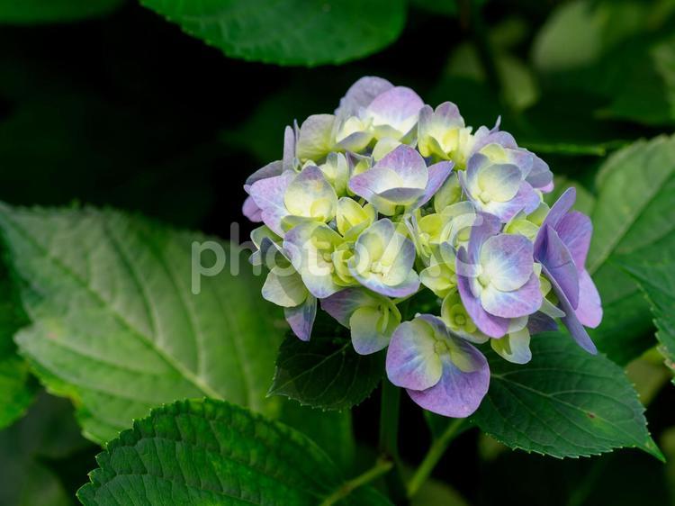 庭園に咲くアジサイ 紫陽花,アジサイ,花の写真素材