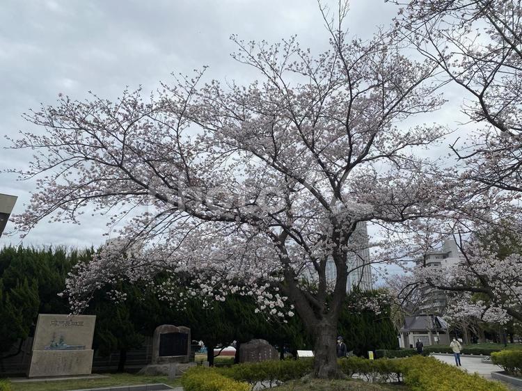 桜　横須賀 桜,満開,横須賀の写真素材